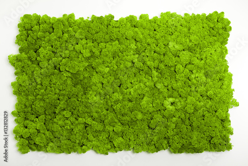 Fotografie, Obraz Reindeer moss wall, green wall decoration made of reindeer lichen Cladonia rangi