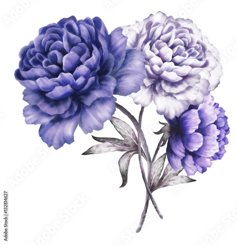 niebieskie-peonie-kwiaty-w-akwarela-kwiatowy-ilustracji-w-pastelowych-kolorach