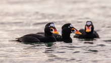 The Surf Scoter Breeds On The Coasts Of The Northern United States. The Male Is All Black, Except For White Patches On The Nape And Forehead. It Has A Bulbous Red, Yellow And White Beak. 