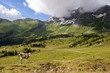 A cow grazing in the plateau of Montasio, in eastern Alps. Italy.
