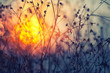 Dried flowers on a background sunset