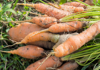 Canvas Print - Carrots of the garden