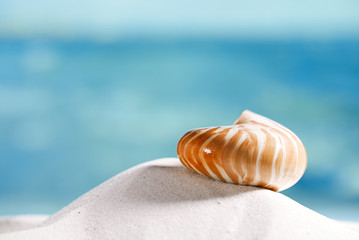 nautilus shell  on white  beach sand and blue seascape backgroun