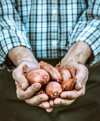 Canvas Print - Freshly harvested onion