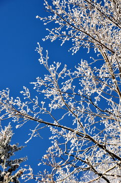 zweige mit eiskristallen vor strahlend blauem winterhimmel