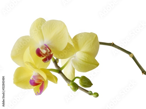 zolty-kwiat-orchidei-z-bliska-na-bialym-tle