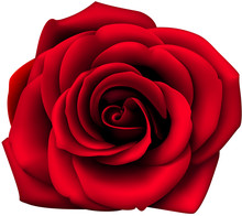 Decorative Red Rose Isolated On White. Vector Rose