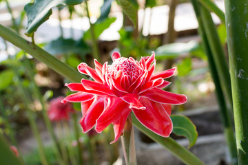 Torch Ginger flower in garden on top view