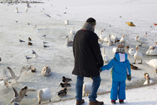 The Child With The Father Watching The Swans And Ducks On The Frozen Lake