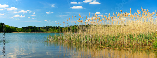 Schilf an einem stillen See unter blauem Himmel
