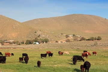 Sticker - California cattle, United States