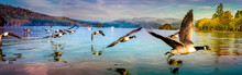 Flock Of Ducks Flying Low At Lake Windermere