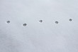 Cat's footprints in the snow