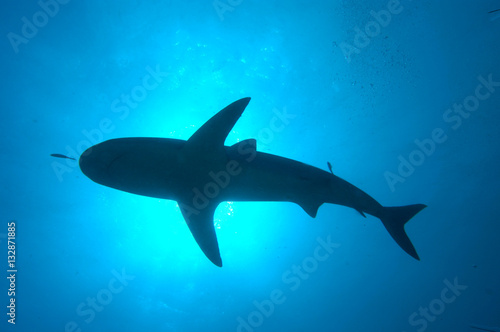 Zdjęcie XXL Rafa rekiny na Bahamach
