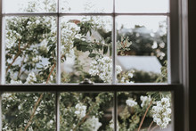 View Of White Flowers Through Window