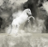 Fototapeta Konie - White reared horse in the light smoke on dark background