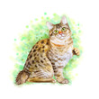 Watercolor portrait of American Bobtail short tail cat isolated on green background. Hand drawn sweet home pet. Bright color, realistic look. Emerald eyes. Greeting card design. Clip art. Add text