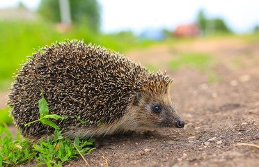 hedgehog in the grass