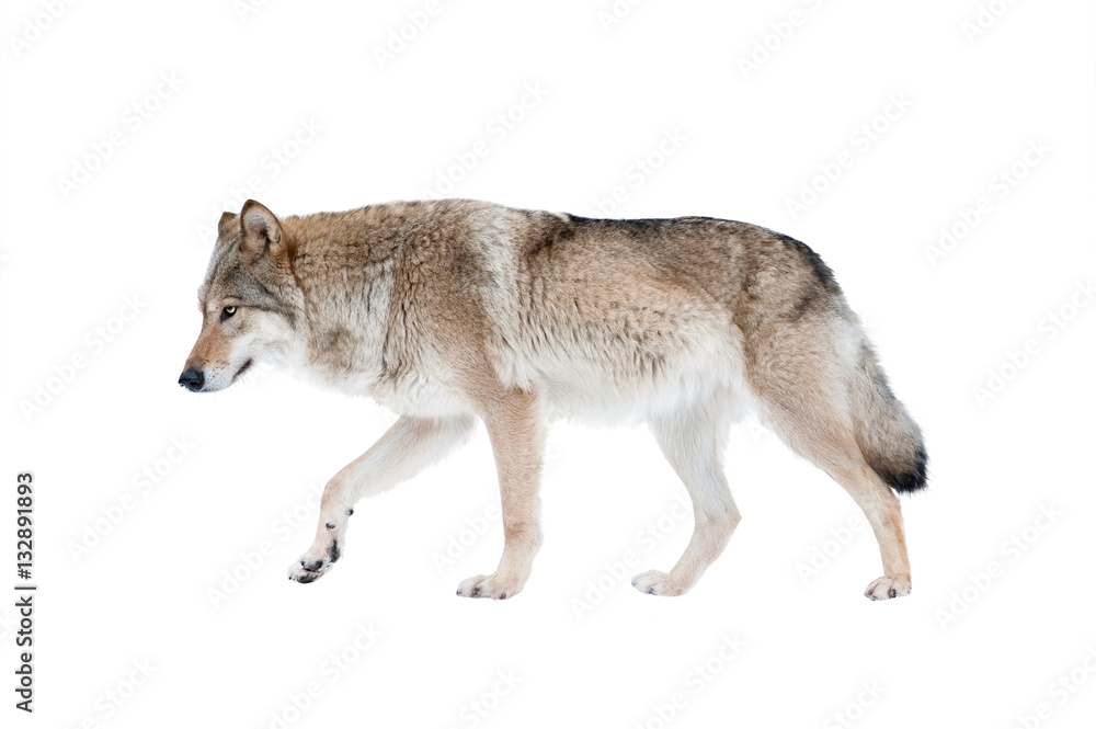 wolf isolated over a white background - obrazy, fototapety, plakaty 