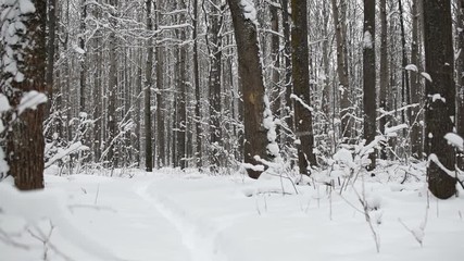 Wall Mural - Snowy branches in forest. Beautiful day in forest at wintertime.