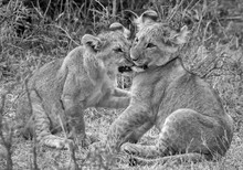 Black And White Image Of Two Lion Cubs Play Fighting With Grass In The Background. Taken In Kenya.

