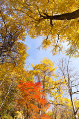 Sticker - Colorful tree branches in sunny forest