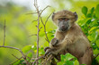 Baby Baboon relaxing in the tree.