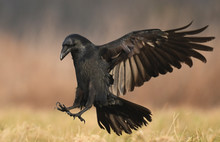Common Raven (Corvus Corax)