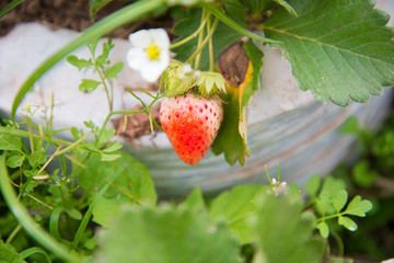 Poster - strawberries growing on the farm