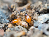 Fototapeta Desenie - Close up termites or white ants destroyed.