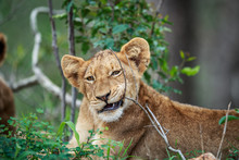 Lion Cub Chewing On A Stick.