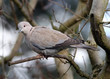 © Paul - Collared or ring Neck dove.