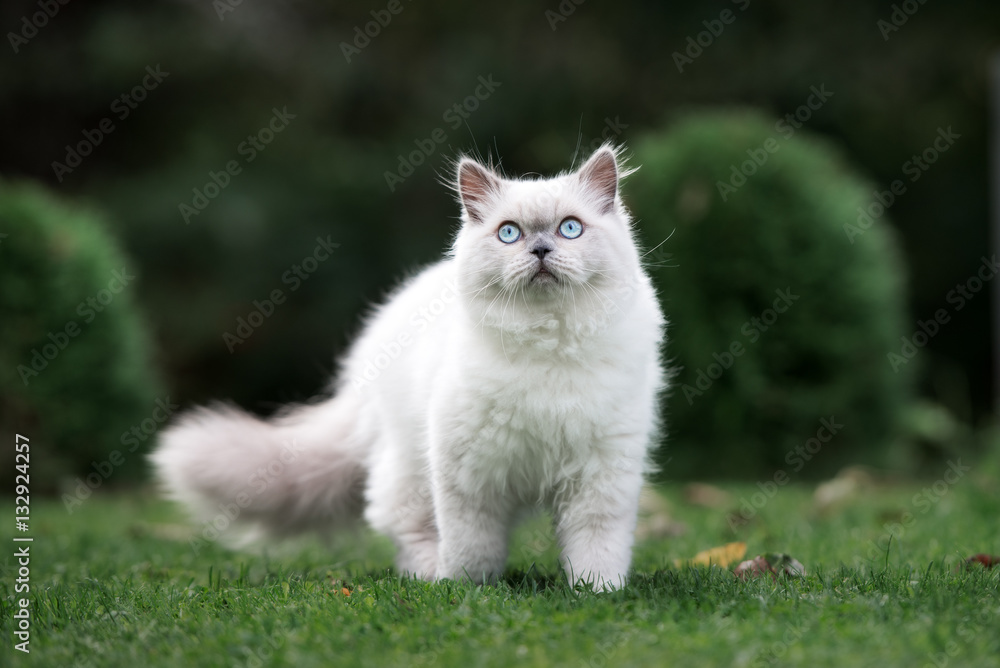 adorable fluffy  cat walking outdoors in summer - obrazy, fototapety, plakaty 