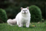 Fototapeta Koty - adorable fluffy  cat walking outdoors in summer