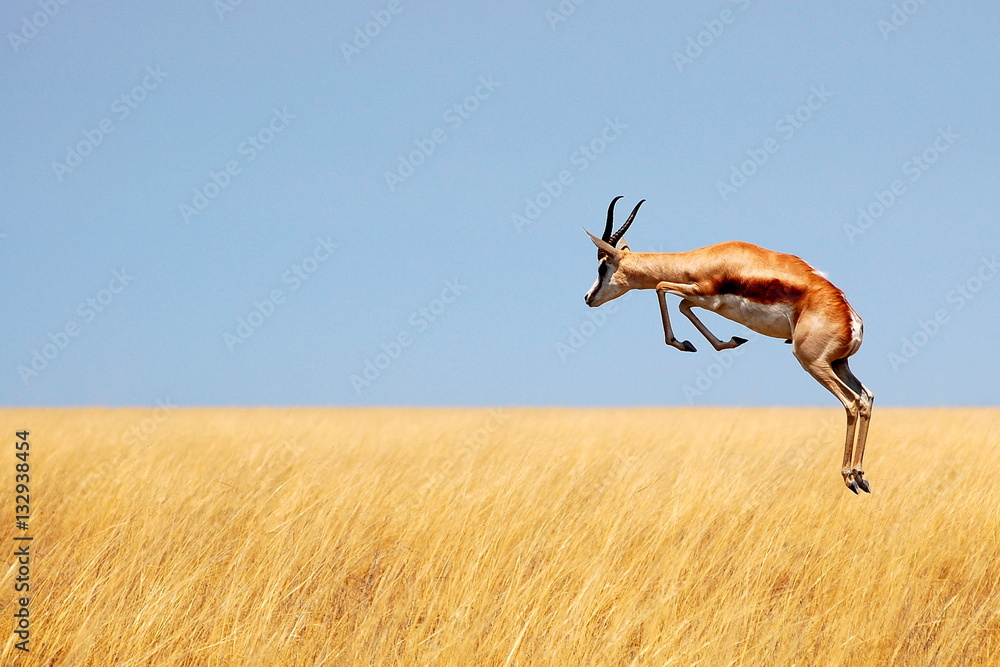 Springbok jumping over savanna in Etosha National Park, Namibia - obrazy, fototapety, plakaty 