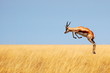 Springbok jumping over savanna in Etosha National Park, Namibia