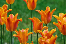 Bed Of Orange Tulips Closeup