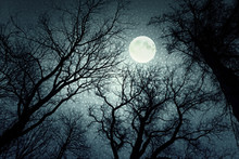 Full Moon Over Tree Tops Free Stock Photo - Public Domain Pictures