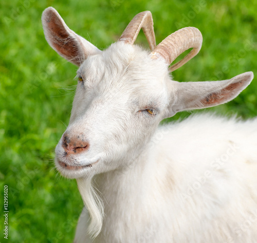 Fotografia  The portrait of funny goat with  beard on background of green grass on the goat farm