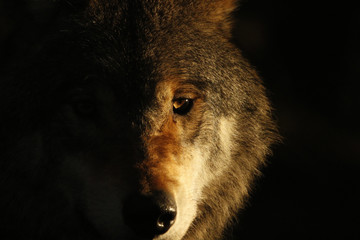 Fototapeta pies wilk europejskiej canino