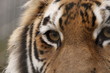 amur tiger portrait