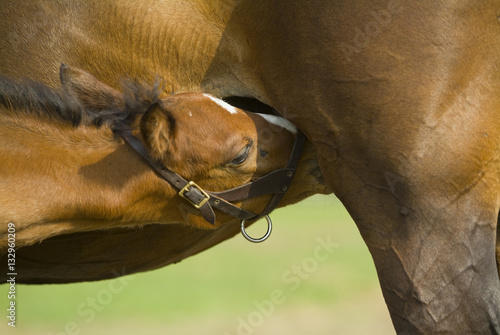 Fotografie, Obraz Beautiful horse mare and foal in green farm field pasture equine industry