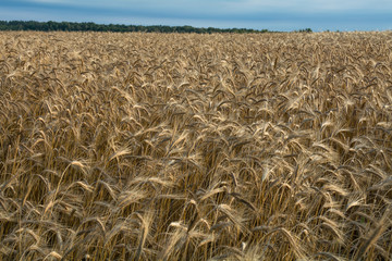 Grow wheat in a field, agricultural enterprise, field, small business, wheat, 
