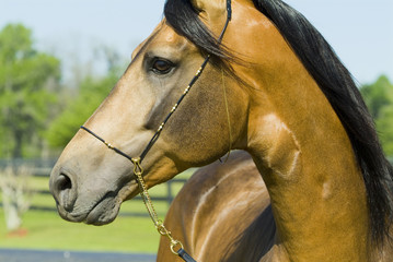 Beautiful thoroughbred marchador horse in green farm field pasture equine industry
