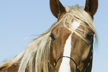 Beautiful thoroughbred marchador horse in green farm field pasture equine industry
