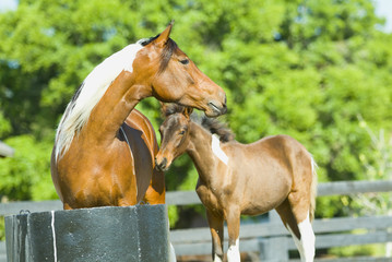 Beautiful thoroughbred marchador horse in green farm field pasture equine industry
