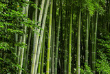 Fototapeta Dziecięca - Green bamboo trunks. Leaves and stems. Get lost in the jungle.