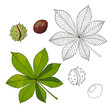 Aesculus. Buckeye. Horse chestnut. Chestnut. Medical plant.