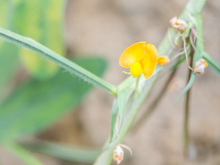 Closeup of the peanut 's flower