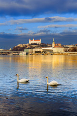 Wall Mural - Swan couple lovers on Danube river, Bratislava castle and st. Ma